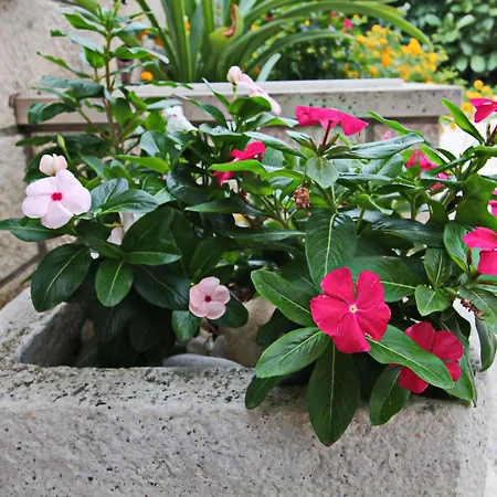 Garden House - Four Bedroom House With Private Pool 別荘 Žrnovo